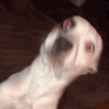 Ugly Uglydog GIF - Ugly Uglydog Whitedog GIFs