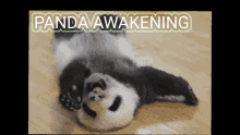 The Pandas Awakening Aptos Pandas GIF - The Pandas Awakening Aptos Pandas Aptos GIFs