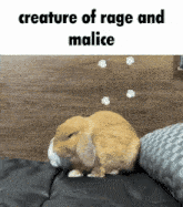 a brown rabbit is laying on a bed with the words creature of rage and malice above it .