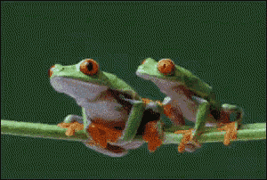 Tree Frog GIF - Bro Frogs Tree - Discover & Share GIFs
