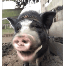 Pig Smile GIF - Pig Smile GIFs