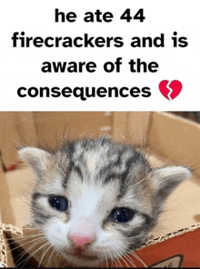 a kitten in a cardboard box with the words he ate 44 firecrackers and is aware of the consequences below it