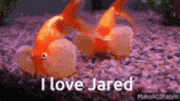 I Love Jared GIF - I Love Jared GIFs