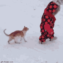 Funny Animals Cat GIF - Funny Animals Cat Baby GIFs