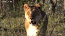 Stealing From The Mouth Of The Beast GIF - Lion Kill Steal Kill GIFs