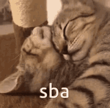 Sba Cat GIF - Sba Cat Sba Cat GIFs