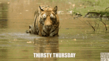 Tiger Thirsty Thursday GIF - Tiger Thirsty Thursday Thursday GIFs