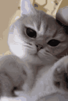 Sunakook Cat GIF - Sunakook Cat Kisses GIFs