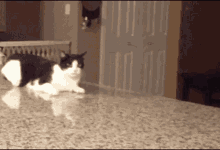 Cat Funny Cat GIF - Cat Funny Cat Walking GIFs