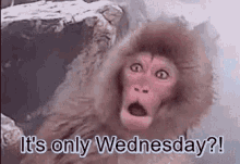 wednesday its only wednesday hump day shocked monkey