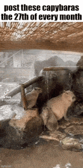 a group of capybaras are standing in a hot tub