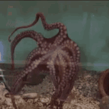 mimic octopus gif
