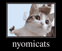 Nyomicats Nyomicita GIF - Nyomicats Nyomi Cats GIFs