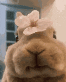 Flower Bunny Chewing GIF - Flower Bunny Chewing GIFs