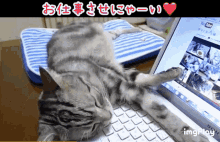Cat Obstacle GIF - Cat Obstacle Good GIFs