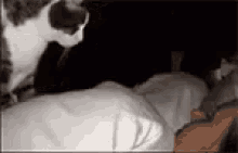 醒醒 猫 床 GIF - Wake Up Cat Kitten GIFs