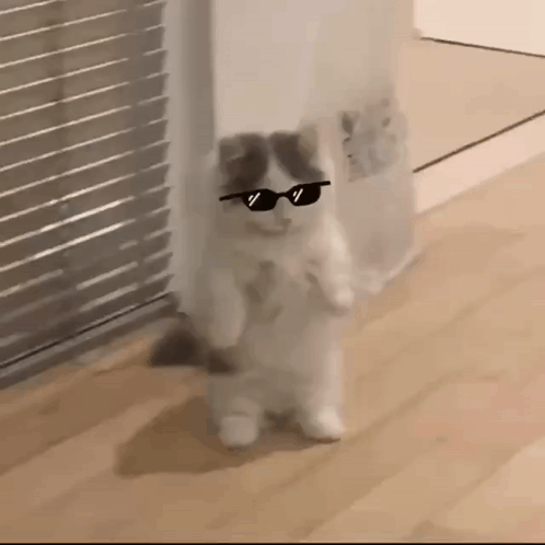 untitled.gif