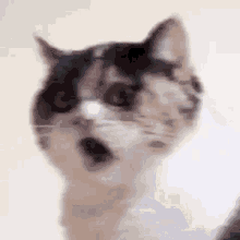 Cat Fart GIF - Cat Fart Poop GIFs