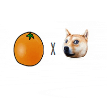 Dog Orange GIF