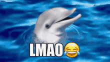 Lol Dolphin GIF - Lol Dolphin Delfin GIFs