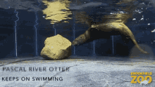 Otter Rock GIF - Otter Rock Swim GIFs