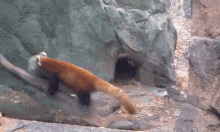 red pandas pandas pacing cute