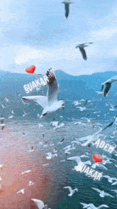 a flock of seagulls flying over a body of water with the name suakbar on the bottom