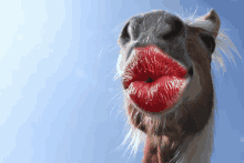 Some Funny Animal GIFs Never Hurt Anyone - The Average Nobodies