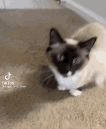 Onmyhotline Anysightoflove GIF - Onmyhotline Anysightoflove Cat GIFs