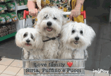 Siria Puffino Pucci Sweet Dogs GIF - Siria Puffino Pucci Sweet Dogs GIFs