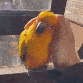 Parrot Hand GIF - Parrot Hand Into GIFs