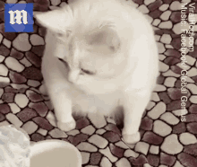 Puking Cat GIF - Puking Cat GIFs
