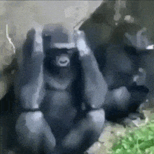 шимпанзе злой GIF - шимпанзе злой GIFs
