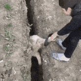 a man is digging in the dirt with a shovel while a dog looks on .