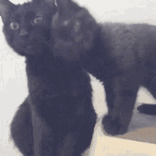 Cats Funny Animals GIF