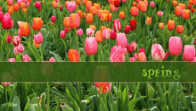 Spring Tulips GIF - Spring Tulips Flowers GIFs