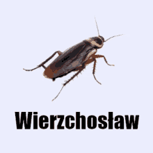 Wierzchosław GIF - Wierzchosław GIFs