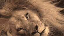 Lion Gives Up GIF