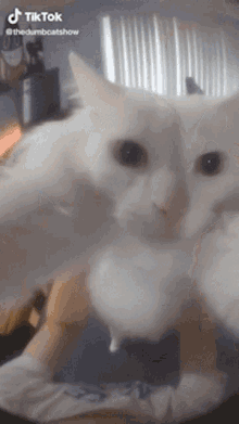 Cat Dance Cat GIF