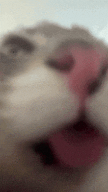 a close up of a cat 's face with a red tongue sticking out