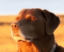 a close up of a brown dog 's face with a blue collar