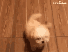 Spin Rotate GIF - Spin Rotate Trick GIFs