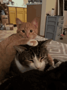 Cat Love GIF - Cat Love Hug GIFs
