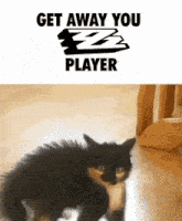 a picture of a cat with the words get away you player