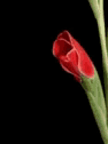 Flower Bloom GIF - Flower Bloom Red GIFs