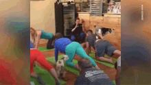 Goat Yoga Classes Exist Absolutely Adorable GIF - Goat Yoga Classes Exist Absolutely Adorable Goat Yoga GIFs