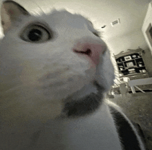 Cat Fun Cats Fun GIF - CatFun CatsFun FunnyCat - Discover & Share GIFs