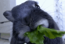 rabbit eating cute lettuce nom