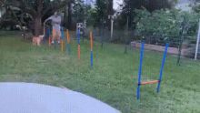 a man and a dog are playing in a yard with agility poles