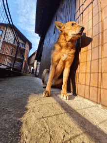 a brown dog is standing on a sidewalk in front of a wooden building